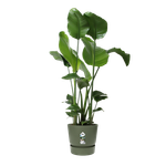 greenville round 30cm blad groen